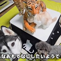 テロップ「みんなおもてなし～」