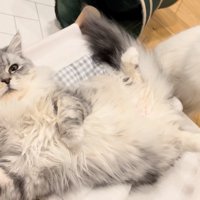 チラリと見るこゆきちゃん