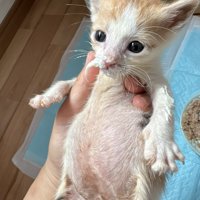口にミルクをいっぱいつけて投稿主を見つめる子猫