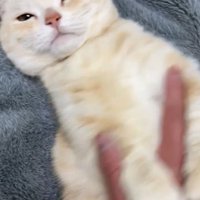 へそ天で撫でられている猫