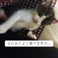 仰向けの子猫