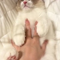 おなかをなでられる猫
