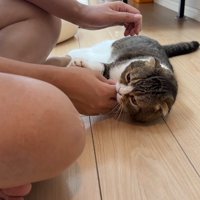 パパさんの手を噛む猫ちゃん
