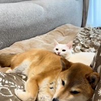 横になっている猫と犬