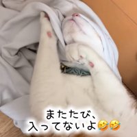 シャツに頭を突っ込む猫2