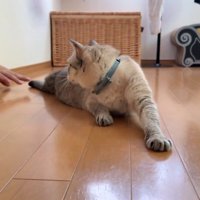 振り向く猫