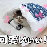 布団の中でくつろぐ猫