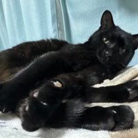 水を飲む猫