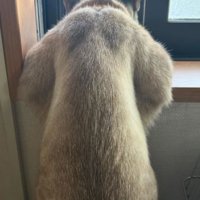 猫の背中