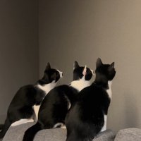 壁を見ている3匹の猫