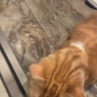 玄関にいる猫の後頭部