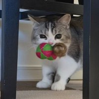 おもちゃを咥えている猫