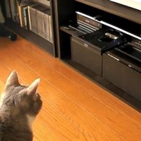 DVDレコーダーを見つめる猫