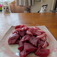 並ぶ猫
