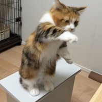 後ろ足で立って前足をおろす猫