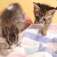 膝に乗る猫とそれを見つめる猫