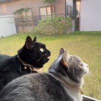 鳴き声を出す黒猫