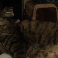 寝そべる猫（背景キャリー）