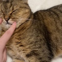 ミヌエットのひげ袋を触る様子