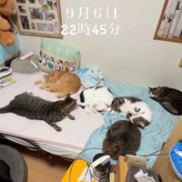 ベッドで眠る猫