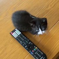 振り返って正面を見る猫