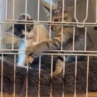 ケージの外にある猫じゃらしに前足を伸ばす子猫