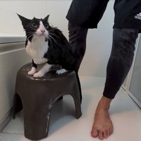見上げる猫