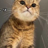 少し上を向いてふんッ