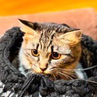 作成中の猫ハウスに入ってくつろぐキジトラ猫