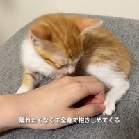 手を見る子猫