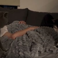 ベッドにいる猫たち