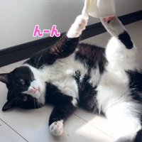 女性に向かって小さく鳴く猫