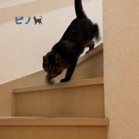 階段を下りる猫