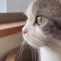 窓から外を見ている猫