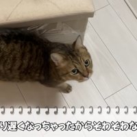 かまってほしくて飼い主の周りをウロウロしているミヌエット