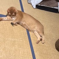 左前足に当たったセミを凝視している猫