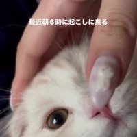 寝そべっている猫