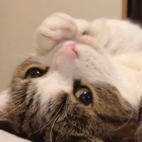 顔に前足をくっつけてボーッとしている猫