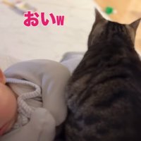 赤ちゃんの上で香箱座りする猫の後ろ姿