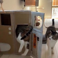 段ボールハウスの中に入ろうとしている猫とそれを見ている猫