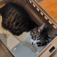 現在の華ちゃん%15歳になった華ちゃん