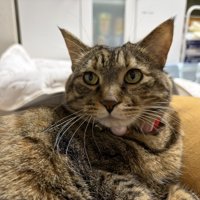 猫の顔
