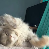 仰向けになる猫