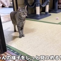 様子を見守るリムちゃん