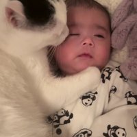 赤ちゃんと猫