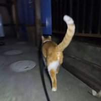 猫の後ろ姿