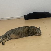 床で気持ちよさそうにくつろぐ2匹の猫