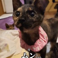 ピンク色の首輪をつけた子猫