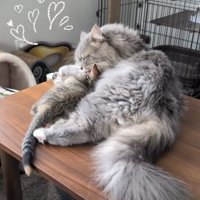 子猫をグルーミングするサイベリアン