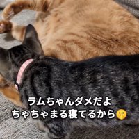 寝ている猫と立っている子猫